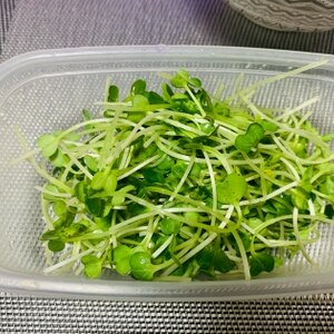 カイワレのきれいな洗い方 レシピ 作り方 By みゆママ 楽天レシピ カイワレのきれいな洗い方 レシピ 作り方 By みゆママ 楽天レシピ